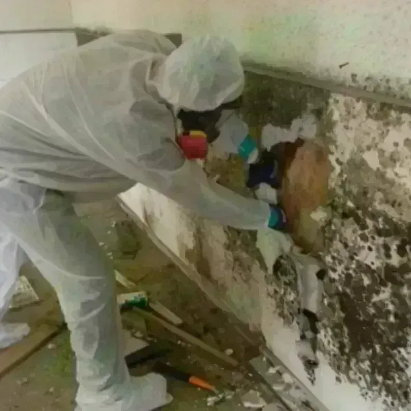 Mold Remediation and Removal in Fallon, NV